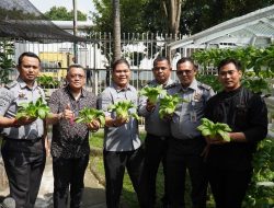 Karutan Kelas I Medan Panen Sawi Hidroponik Bersama GM Hotel Grand Mercure